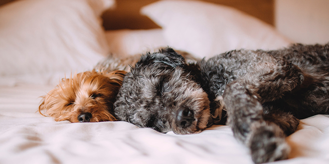 Come togliere i peli del cane e del gatto dai divani, dalle lenzuola e dai vestiti