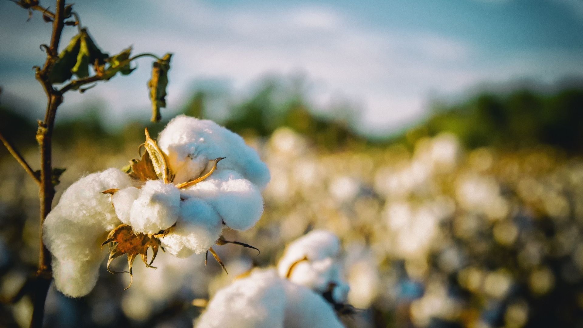 Perché scegliere il cotone